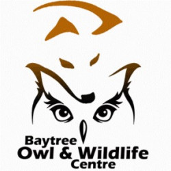 Year 2 Baytree Wildlife...